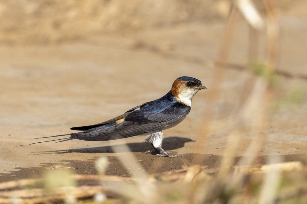 African Red-rumped Swallow photo