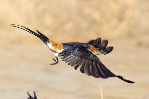 African red-rumped swallow
