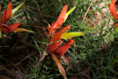 Castilleja linifolia