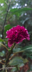 Palicourea chiriquiensis