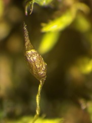 Racomitrium macounii