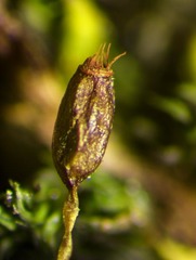 Racomitrium macounii