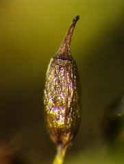 Racomitrium macounii