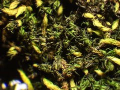 Racomitrium macounii