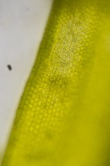 Racomitrium macounii