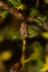 Racomitrium macounii