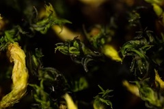 Racomitrium macounii