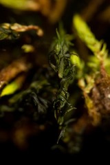 Racomitrium macounii