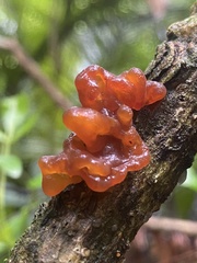 Tremella vesiculosa