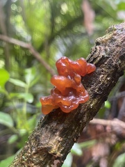 Tremella vesiculosa