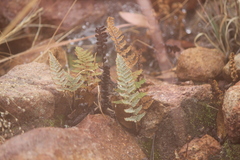 Myriopteris lindheimeri