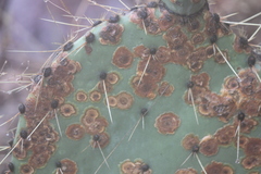 Phyllosticta concava