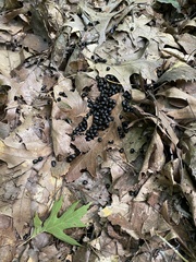 Odocoileus virginianus borealis