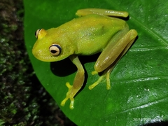 Boana cinerascens