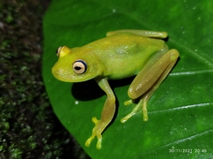 Boana cinerascens