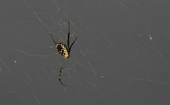 Argiope catenulata