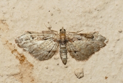 Sigilliclystis insigillata