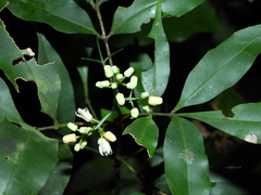Simaba polyphylla