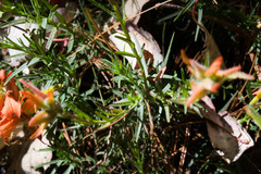 Castilleja linifolia