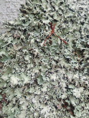 Parmotrema austrocetratum