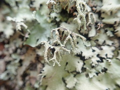 Parmotrema austrocetratum