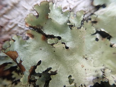 Parmotrema austrocetratum