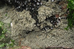 Phragmatopoma virgini