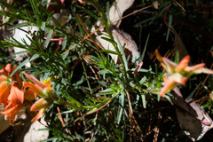 Castilleja linifolia