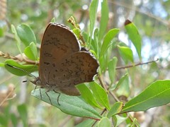 Paralucia pyrodiscus lucida