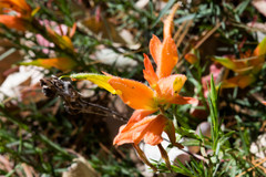 Castilleja linifolia