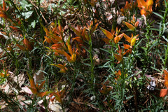 Castilleja linifolia