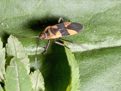 Oncopeltus zonatus