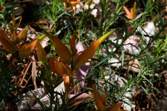 Castilleja linifolia