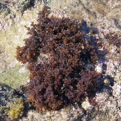 Gelidium pristoides