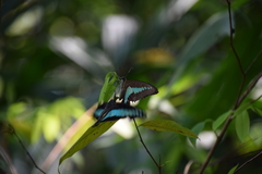 Graphium sarpedon luctatius