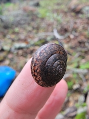 Helminthoglypta contracostae