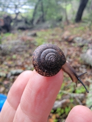 Helminthoglypta contracostae