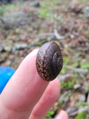 Helminthoglypta contracostae