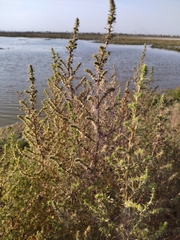 Salsoloideae