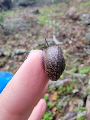 Helminthoglypta contracostae