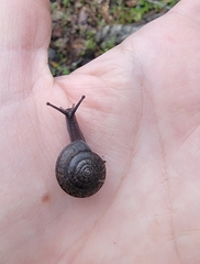 Helminthoglypta contracostae