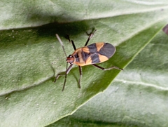 Oncopeltus zonatus