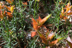 Castilleja linifolia