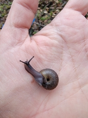 Helminthoglypta contracostae