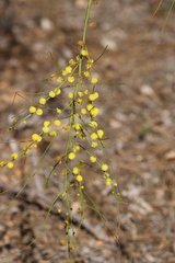 Acacia extensa