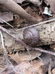 Helminthoglypta contracostae