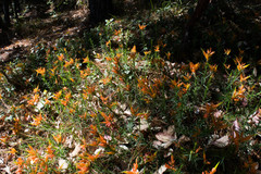 Castilleja linifolia