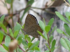 Paralucia pyrodiscus lucida