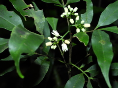 Simaba polyphylla