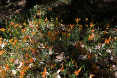 Castilleja linifolia